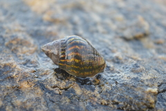 Burnupena catarrhacta