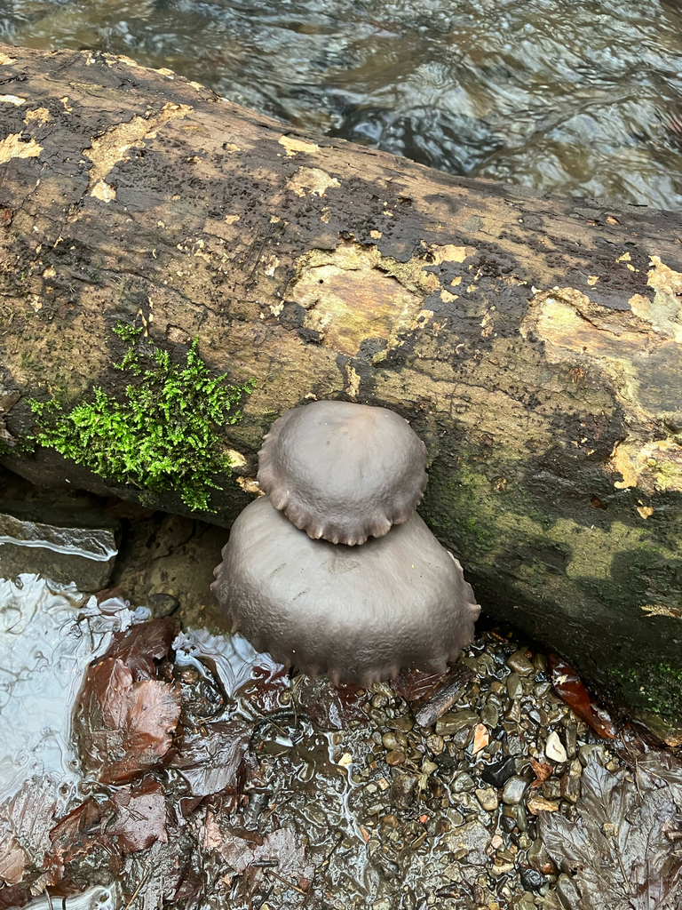 Pleurotus ostreatus · January 2026 · photo: © adam24061 (iNaturalist, cc-by)