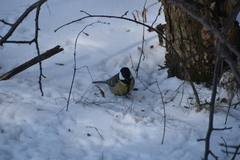 Parus major