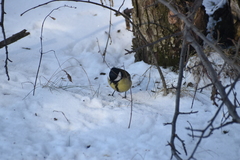 Parus major