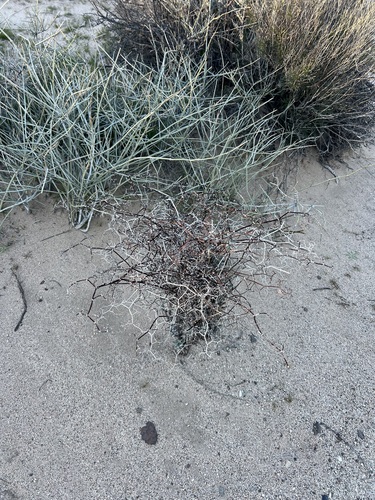 yucca wild buckwheat (Eriogonum plumatella)