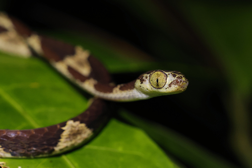 Common Blunt-headed Tree Snake, Leticia, Amazonas, Kolumbien, photo 9 of 10
