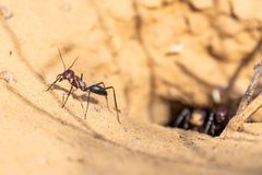 Cataglyphis longipedem