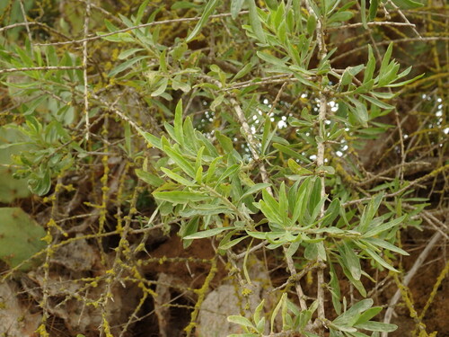 Lycium europaeum, photograph 3