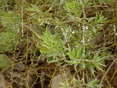 Lycium europaeum, photograph (c) Duarte Frade, some rights reserved (CC BY)