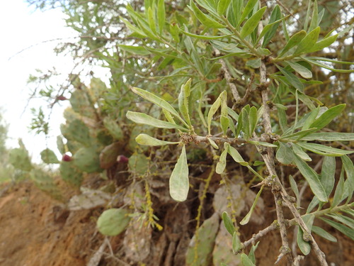 Lycium europaeum, photograph 2