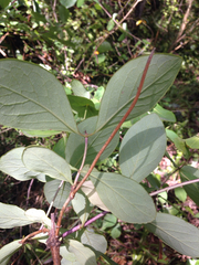 Lonicera × americana