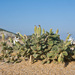 Silene succulenta corsica - Photo (c) Sarah Gregg, some rights reserved (CC BY-NC-SA)