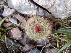 Parodia concinna