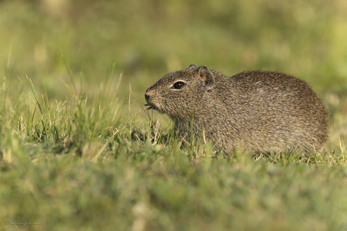 Brazilian Guinea Pig, photo 6 of 7