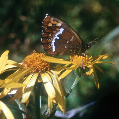 Erebia ajanensis