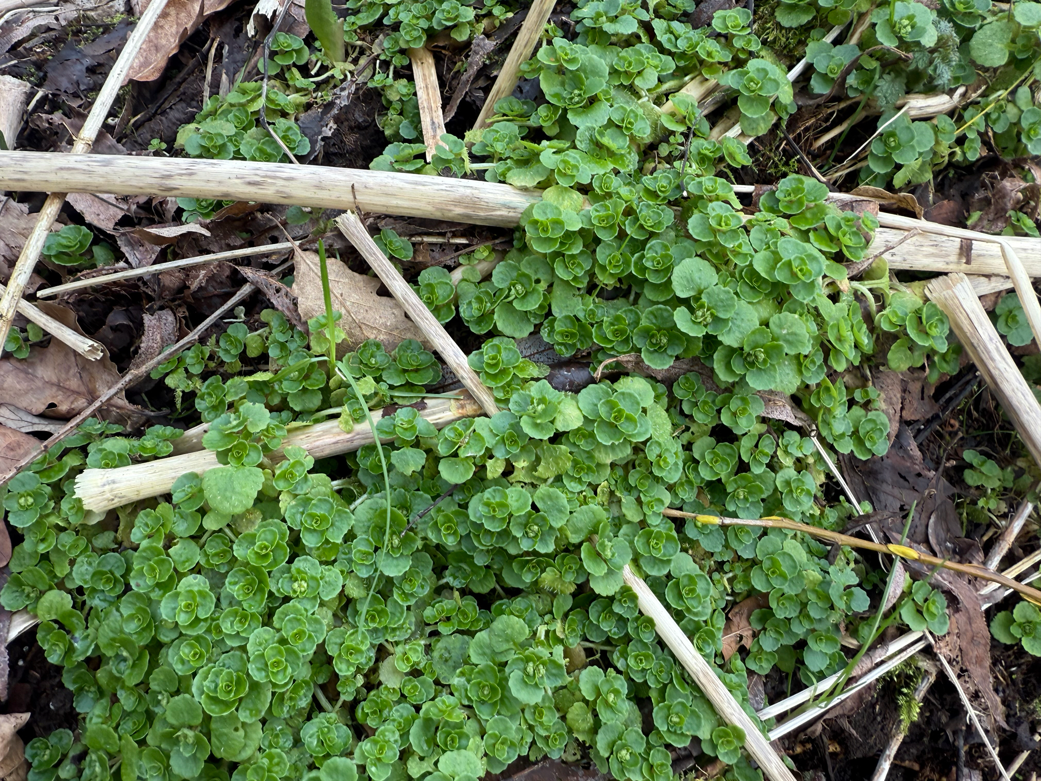 Imagem de Chrysosplenium oppositifolium