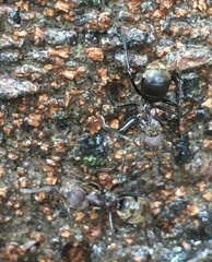 Dolichoderus quadridenticulatus