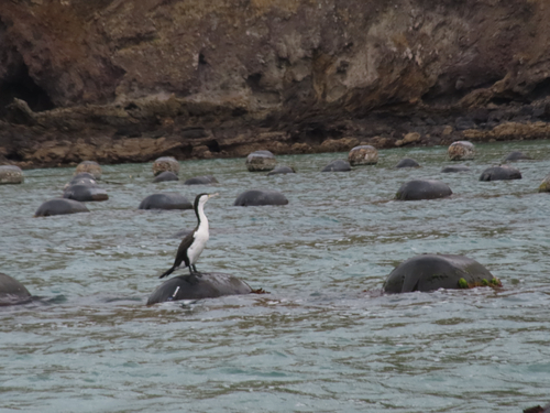 Australian Pied Cormorant (Phalacrocorax varius), photo 6