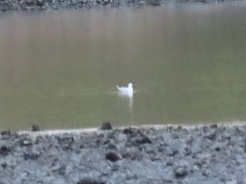Black-billed Gull (Chroicocephalus bulleri), photo 6