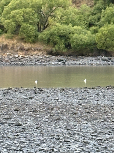 Black-billed Gull (Chroicocephalus bulleri), photo 5