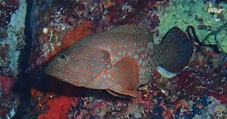 Kiapu Mira Binti (Cephalopholis cyanostigma)