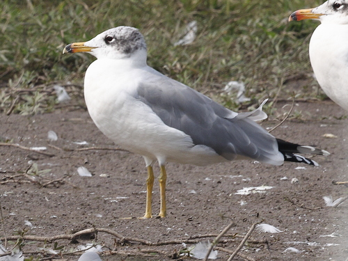 Pallas’s Gull / Great Black-headed Gull｜渔鸥 参考照片