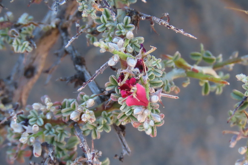 Spiky Indigo (Indigofera pungens)