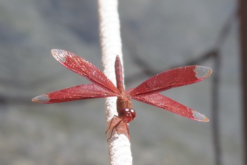Russet Percher