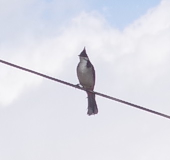 Red-whiskered Bulbul (Pycnonotus jocosus), photo 3
