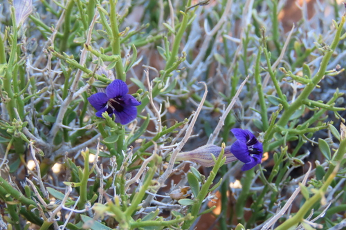 Veld Violet (Peliostomum leucorrhizum)