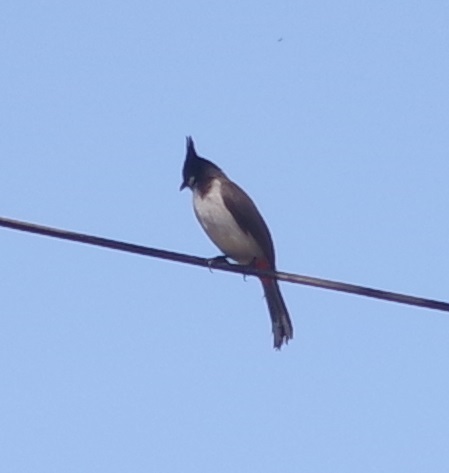 Red-whiskered Bulbul (Pycnonotus jocosus), photo 4