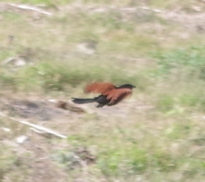 Greater Coucal (Centropus sinensis), photo 6
