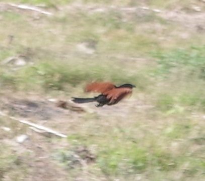 Greater Coucal (Centropus sinensis), photo 8