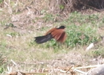 Greater Coucal (Centropus sinensis), photo 9