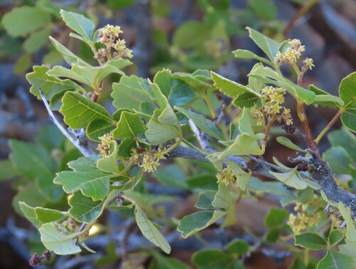 Gariep Currantrhus (Searsia populifolia)