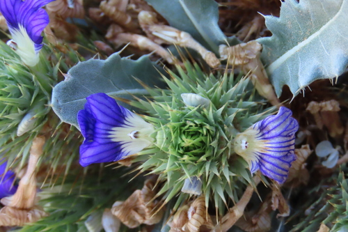 Namaqua Spikeviolet (Acanthopsis disperma)