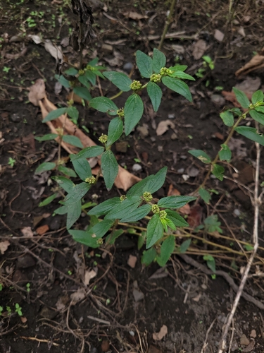 Euphorbia hirta
