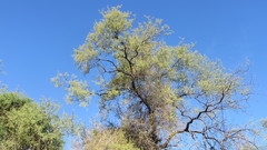 Havardia mexicana