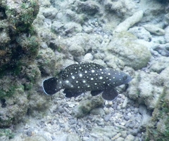 Epinephelus coeruleopunctatus