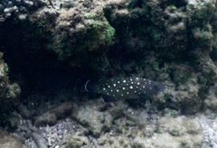 Epinephelus coeruleopunctatus