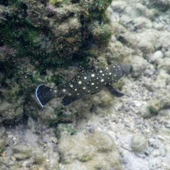 Epinephelus coeruleopunctatus