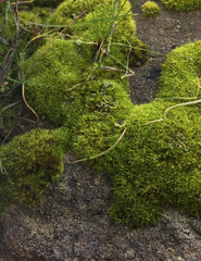 Grimmia trichophylla