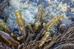 Splachnidium rugosum