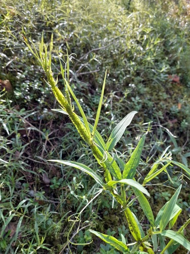Narrow-leaved Everlasting-pea (Lathyrus sylvestris)