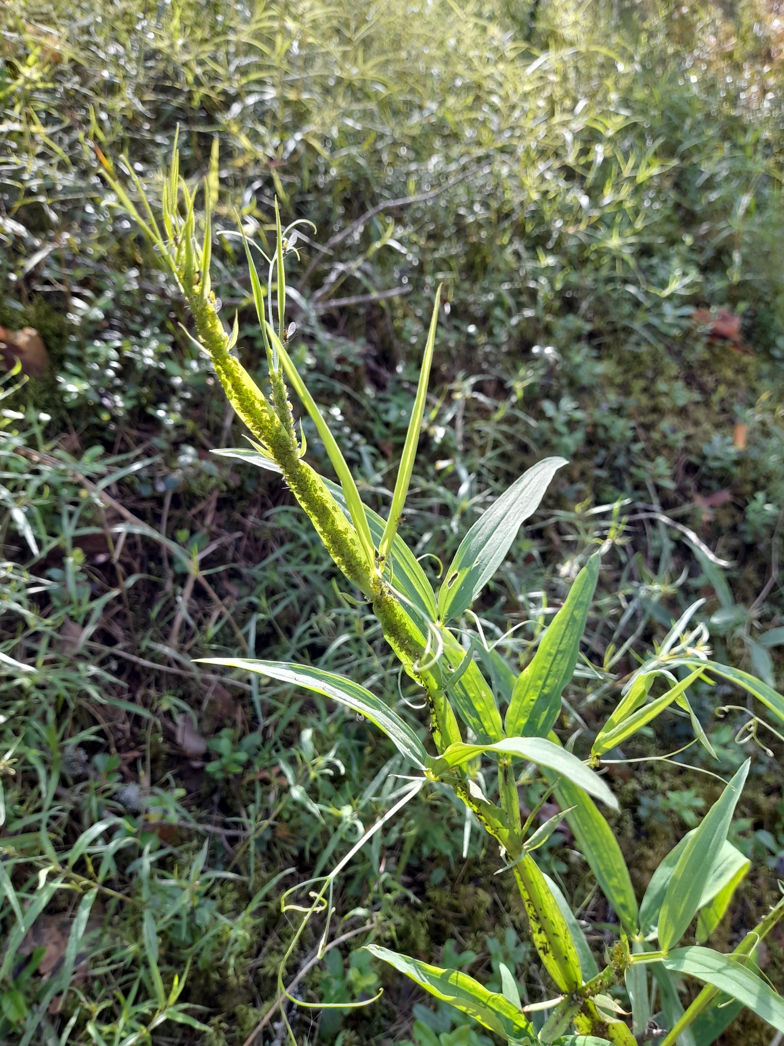 Flat Pea (Lathyrus sylvestris)