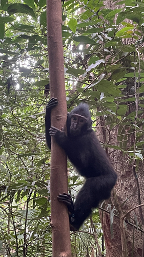 Macaca nigra
