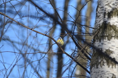 Cyanistes caeruleus