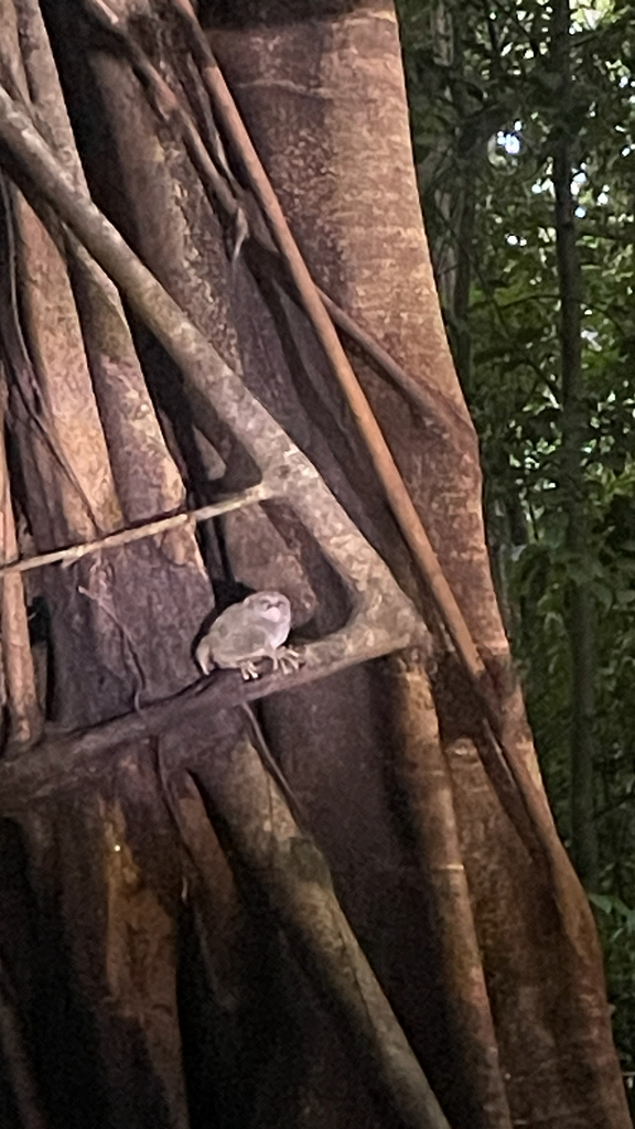 Gursky's Spectral Tarsier (Tarsius spectrumgurskyae)