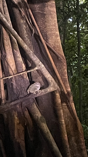 Tarsius spectrumgurskyae