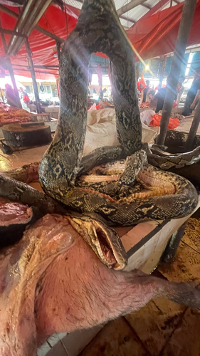 Malayopython reticulatus