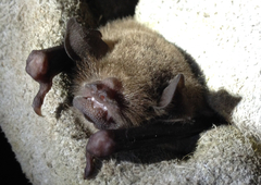 Pteronotus parnellii