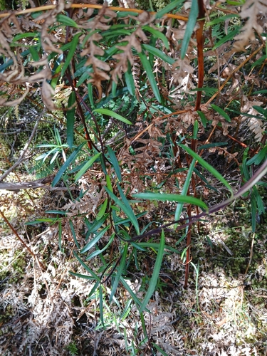 Billardiera macrantha, photograph 2