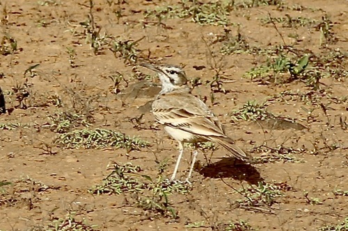 Greater Hoopoe-Lark (Alaemon alaudipes)