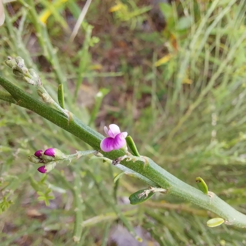 Scented Broom (Carmichaelia odorata)